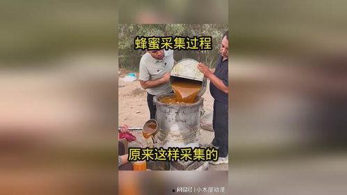 采集蜂蜜视频,自然界的甜蜜奥秘大揭秘