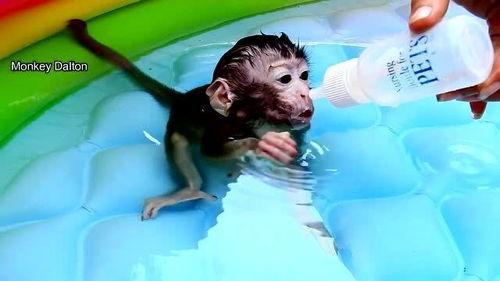 猴子游泳视频,趣味横生的水中奇观